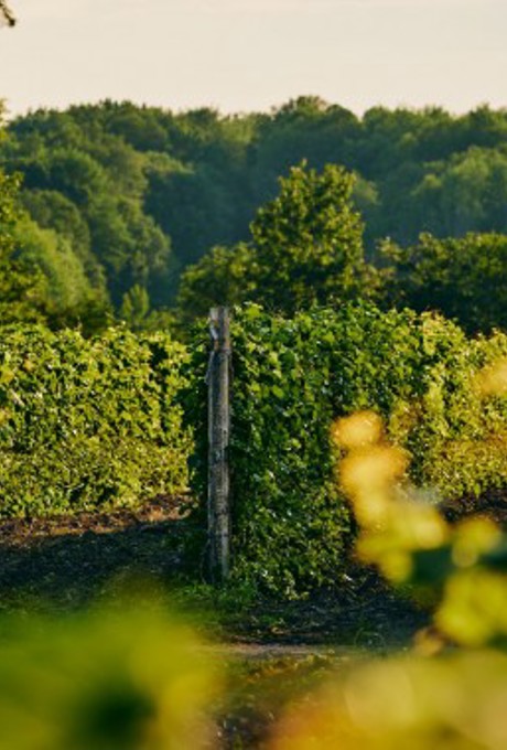 Cowansville Wine Route